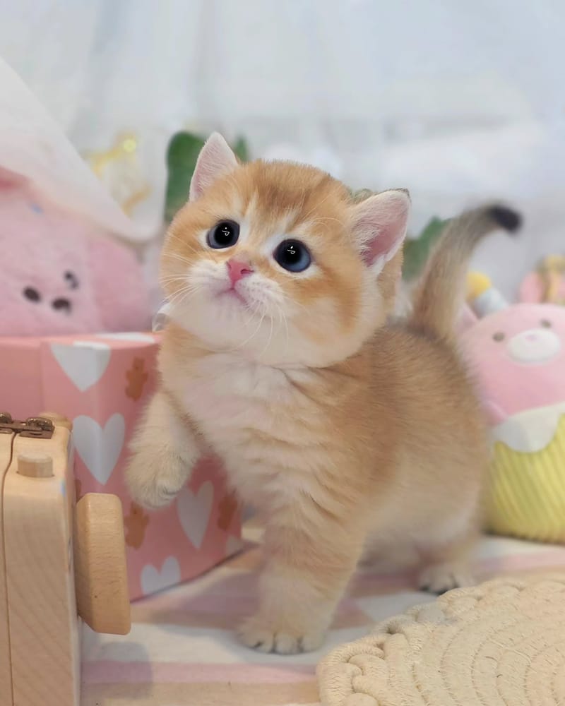 고개를 든 골드 아기 고양이