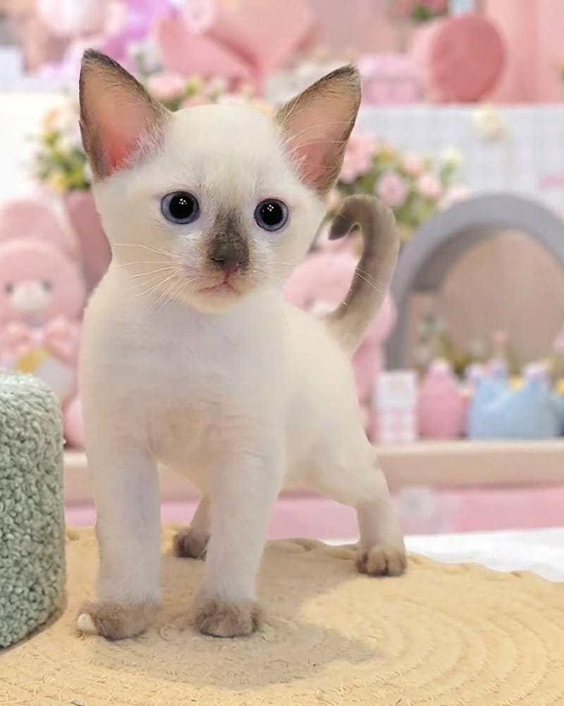 포인트 무늬가 있는 아기 고양이