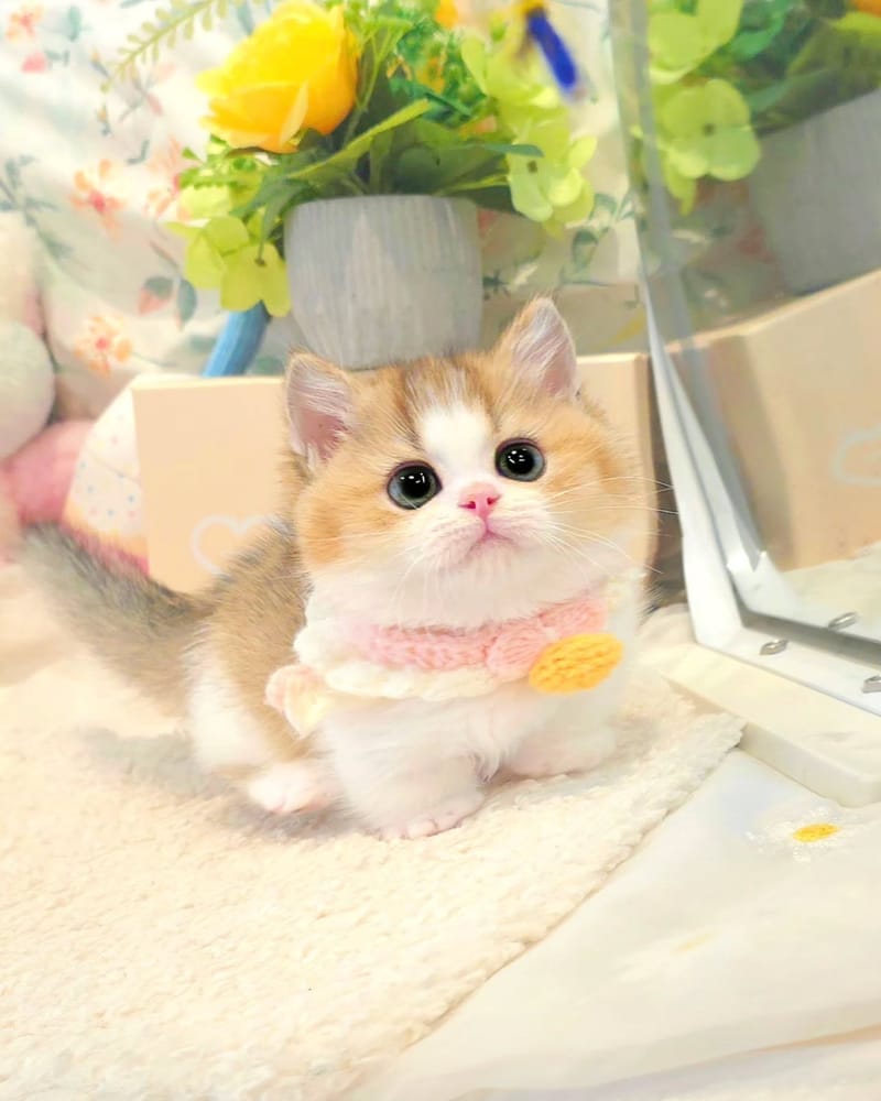 분홍 스카프를 한 삼색 아기 고양이